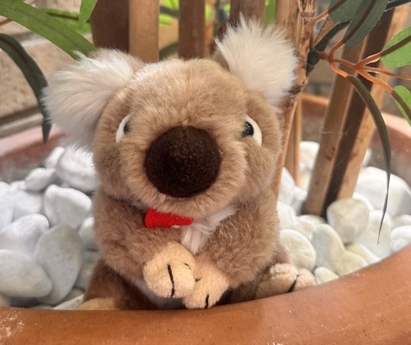 Brioche, a well-loved plushie